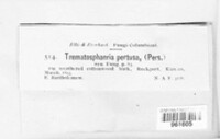 Trematosphaeria pertusa image